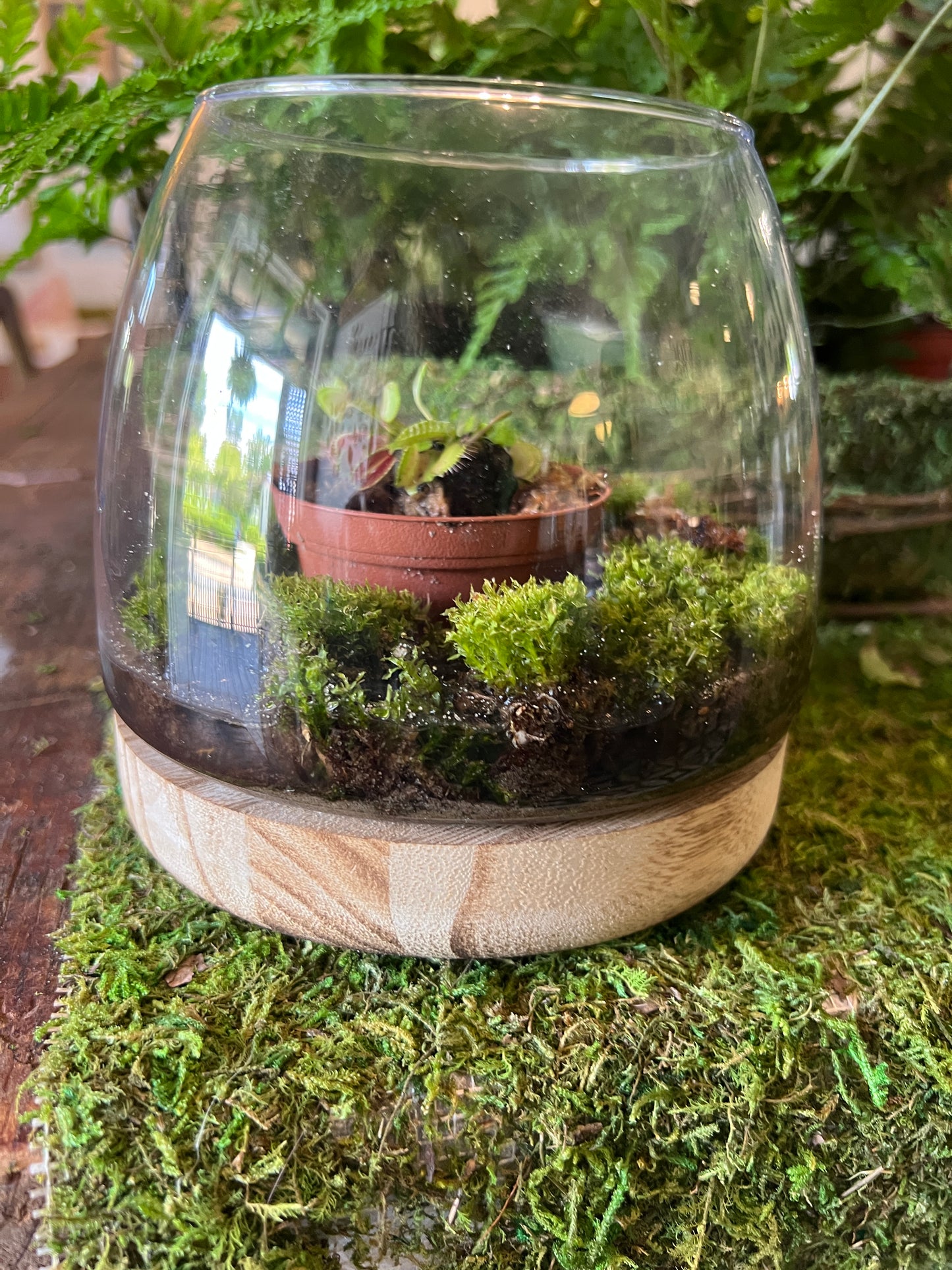 Glass Terrarium with Wood Base