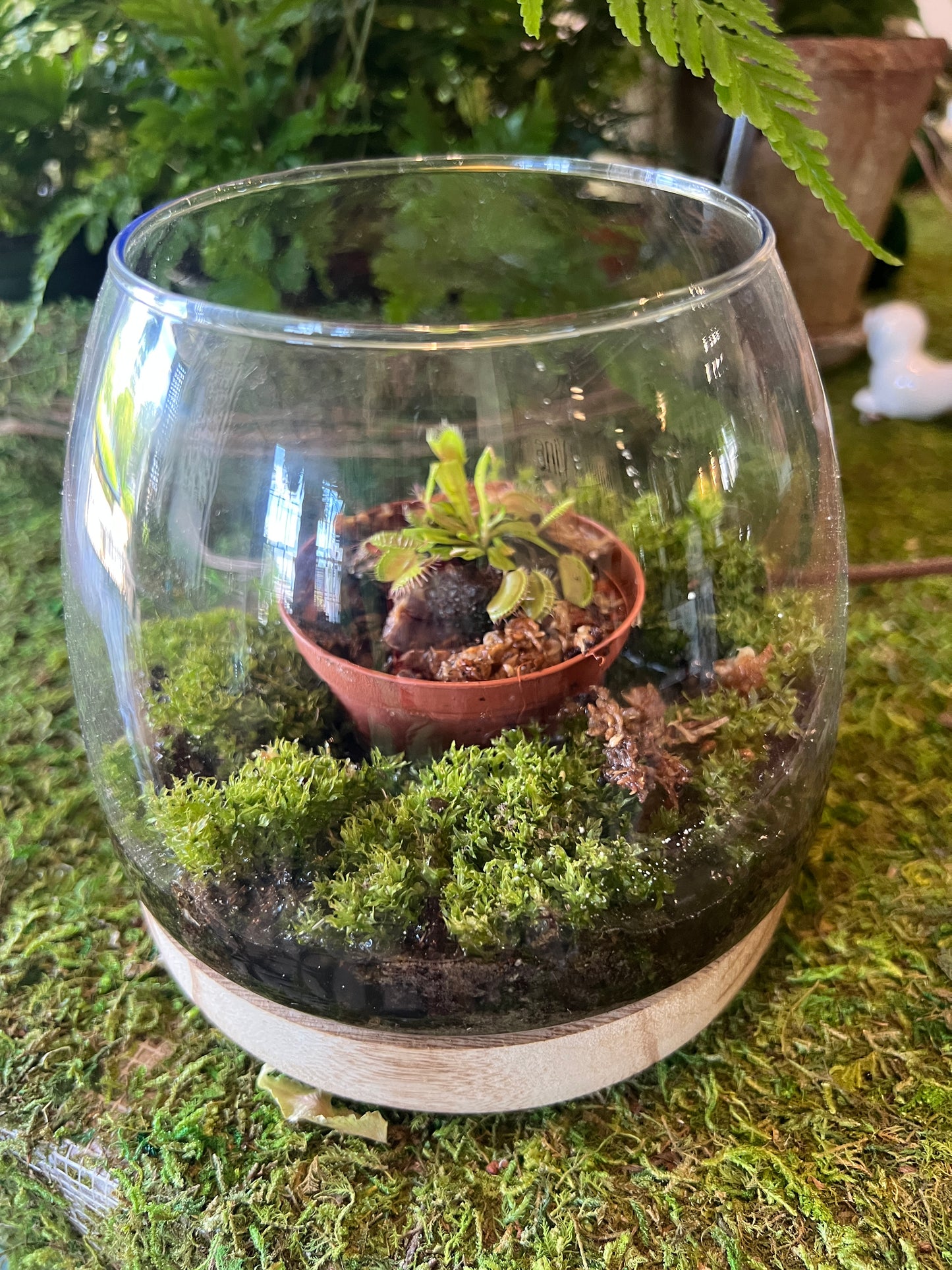 Glass Terrarium with Wood Base